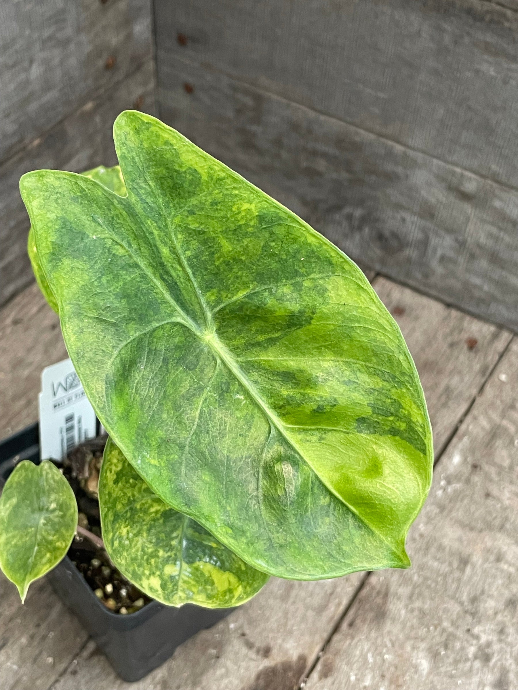Alocasia Pink Dragon Aurea leaf