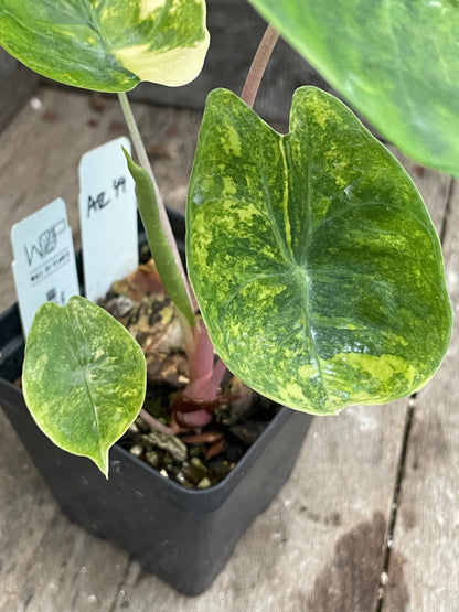 Close-up of a green leafy Variegated Alocasia Pink Dragon Aurea with a pot in the background on a wooden surface