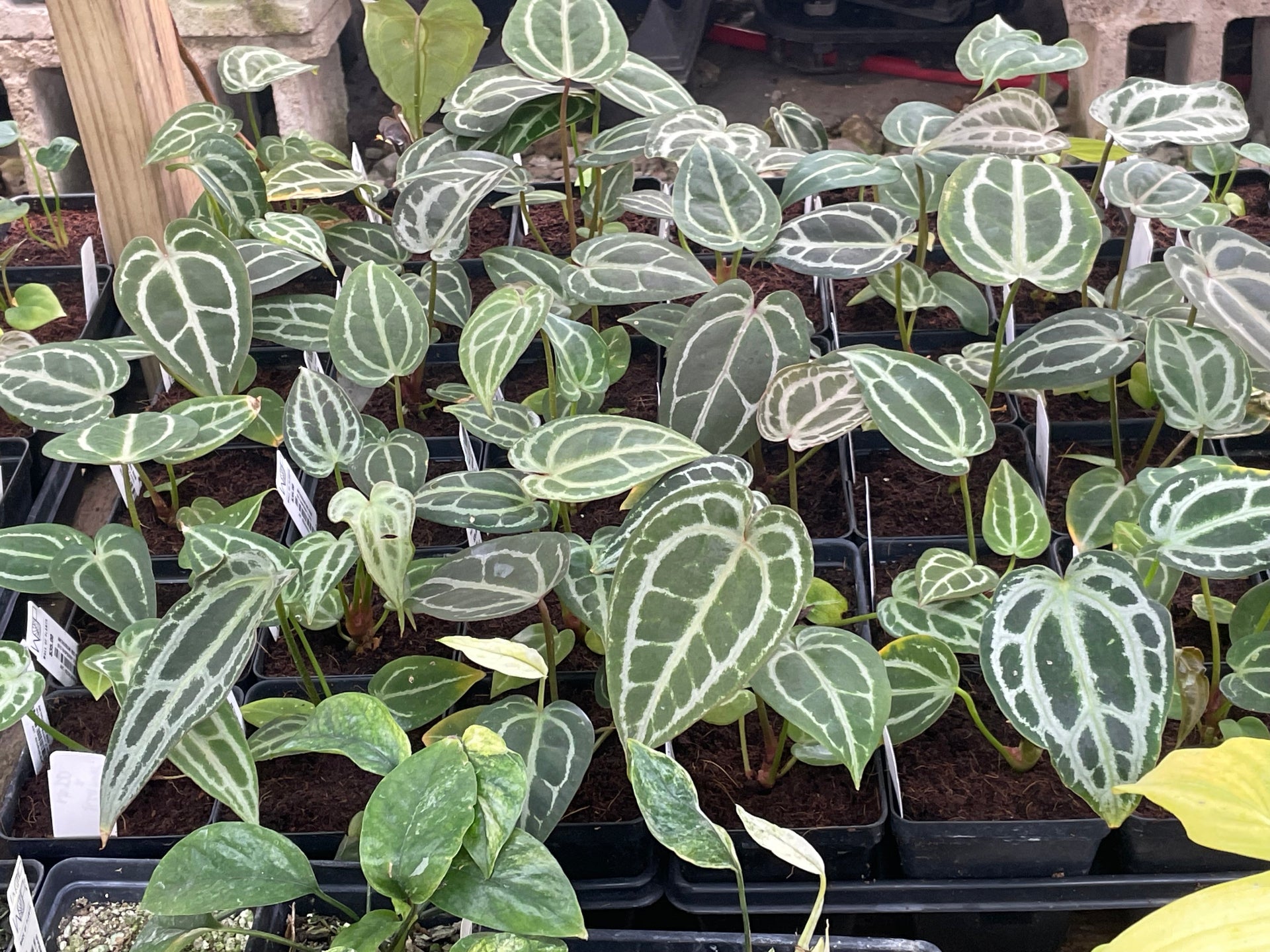 Anthurium 'Red Rum' – Wall of Plants