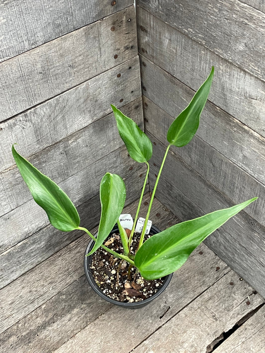 Monstera Burle Marx Flame AD96