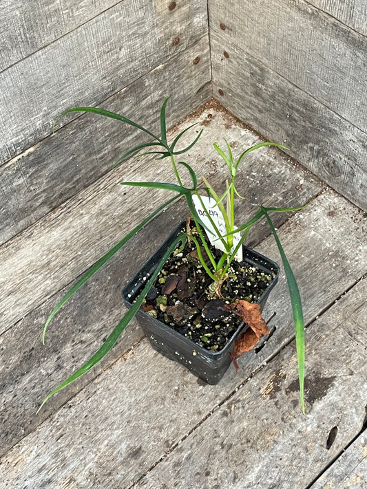 Philodendron Polypodioides AC49