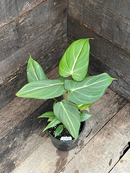 Philodendron Gloriosum