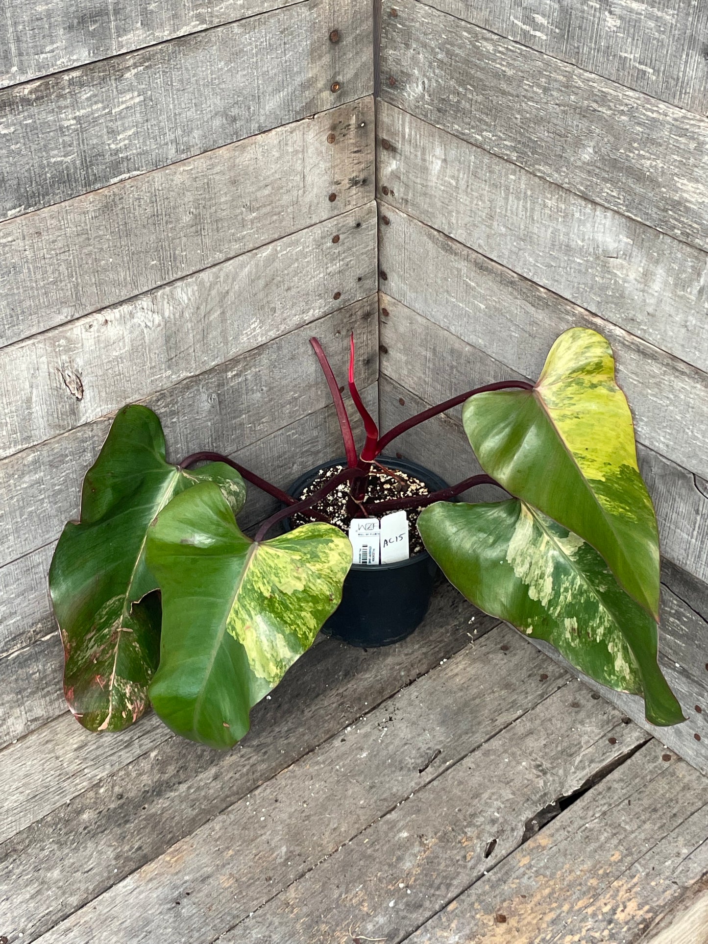 Philodendron Strawberry Shake AC15