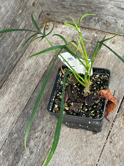 Philodendron Polypodioides AC49