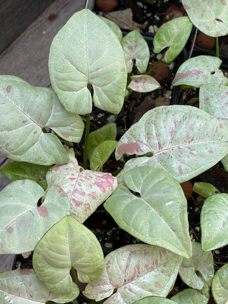 Syngonium Milk Confetti