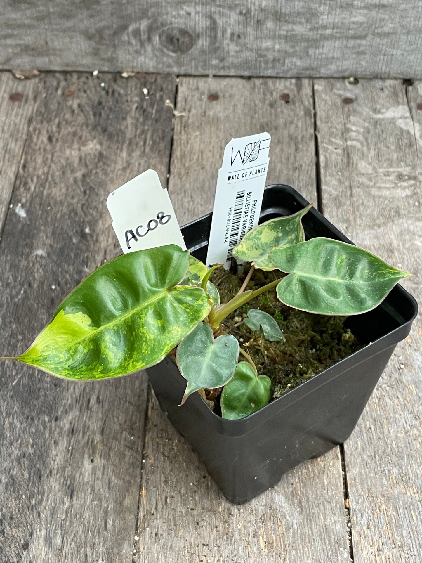 Philodendron Billietiae Variegata AC08