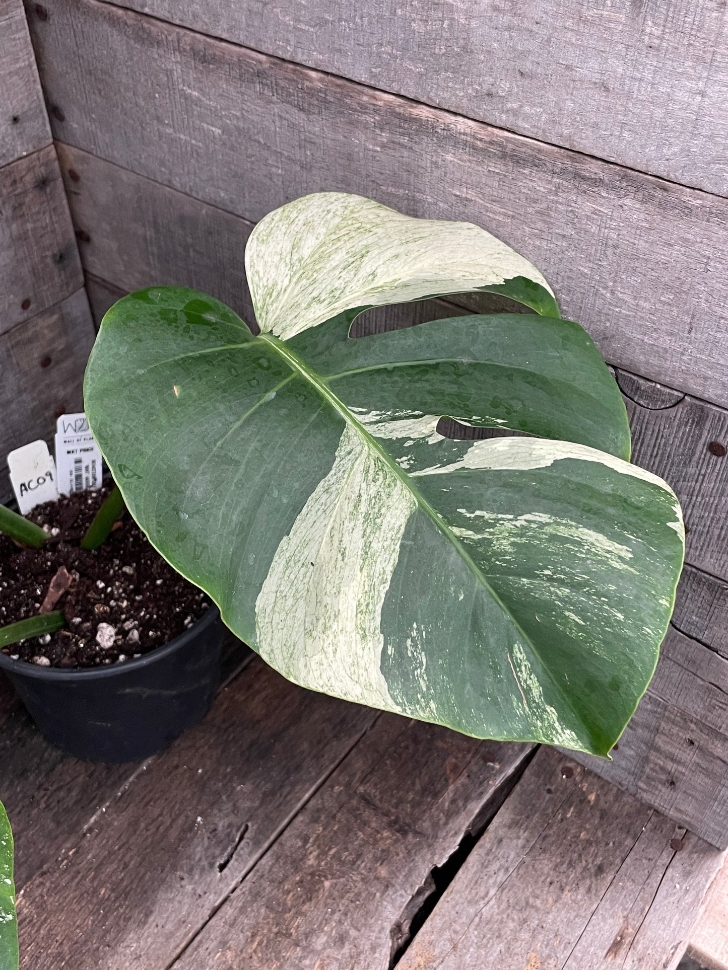 Monstera Deliciosa Mint Variegated AC09