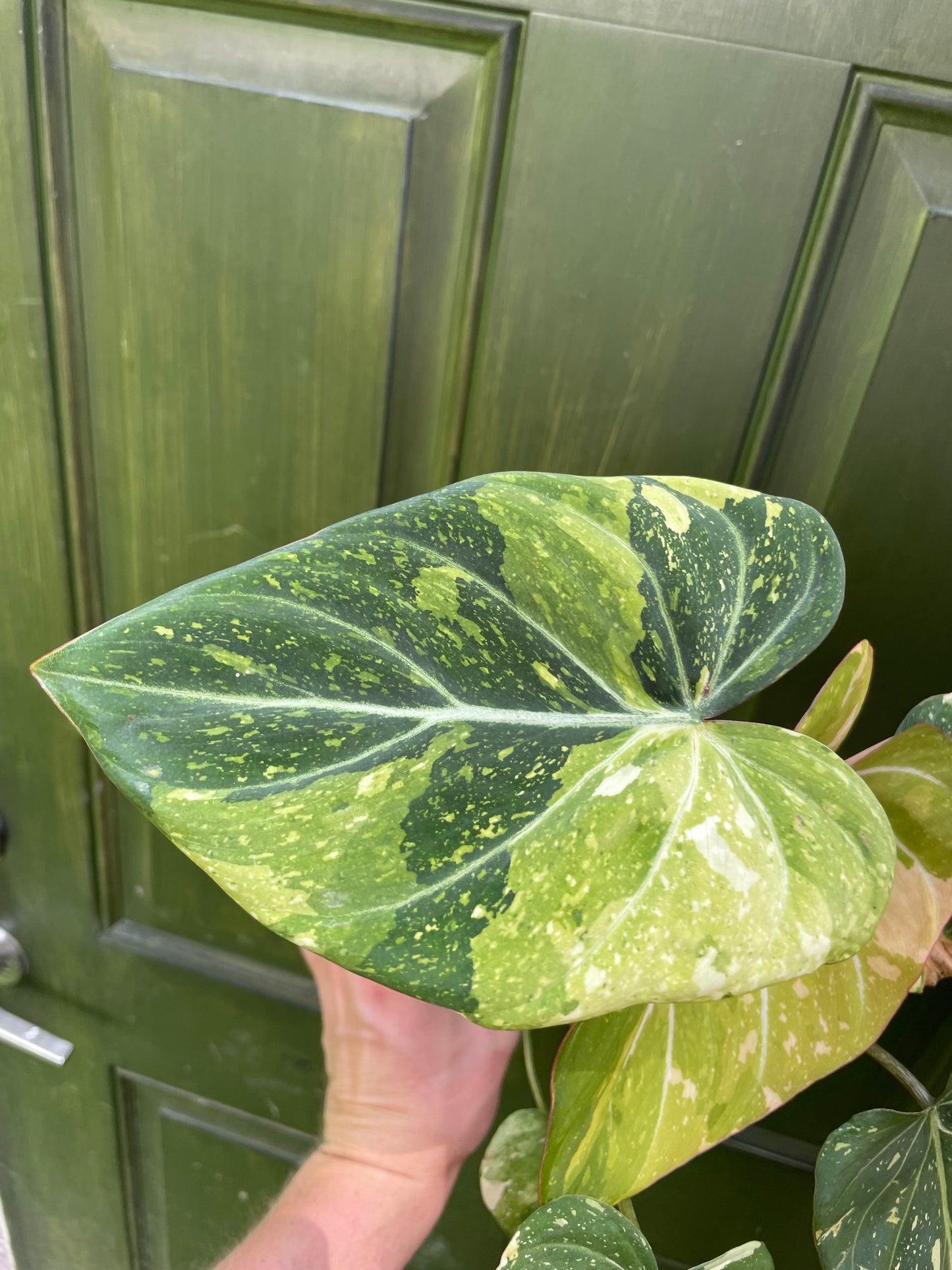 Philodendron Gloriosum Tricolor AE12