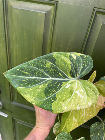 Philodendron Gloriosum Tricolor AE12