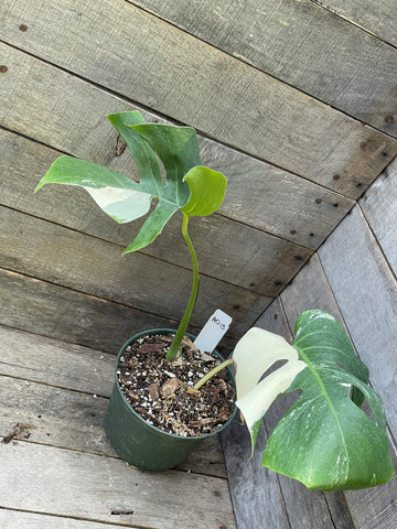 Monstera Albo Rooted Mid Cut - AD13