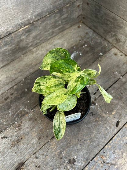 Scindapsus Marble Queen AD76