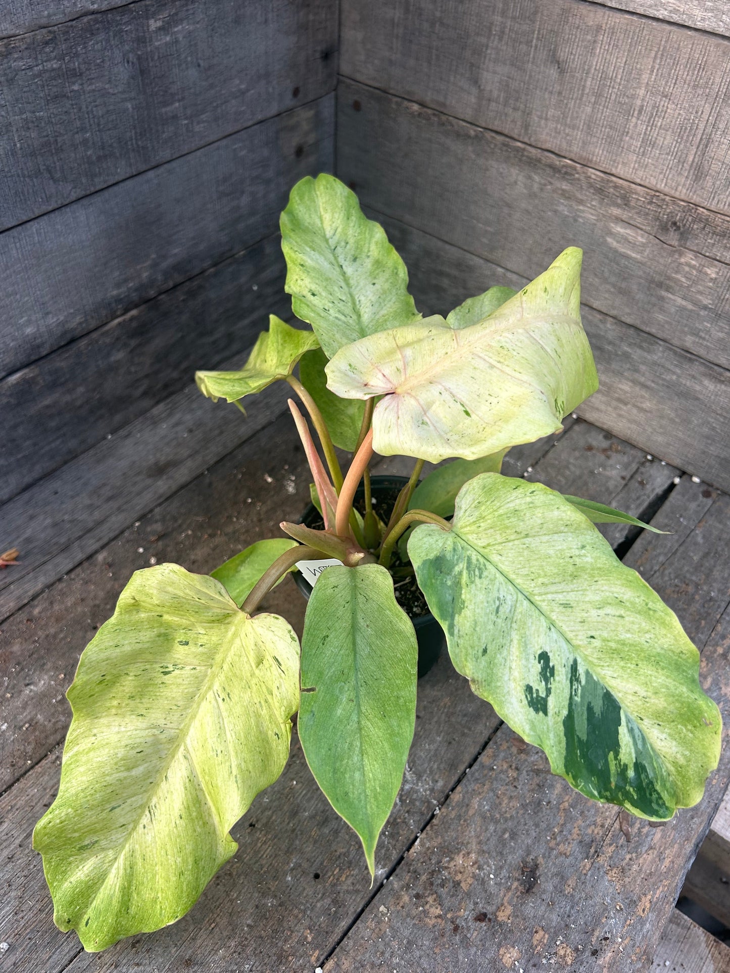 Philodendron Snowdrift