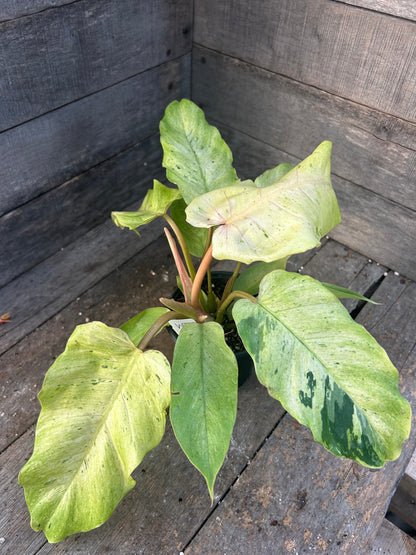 Philodendron Snowdrift