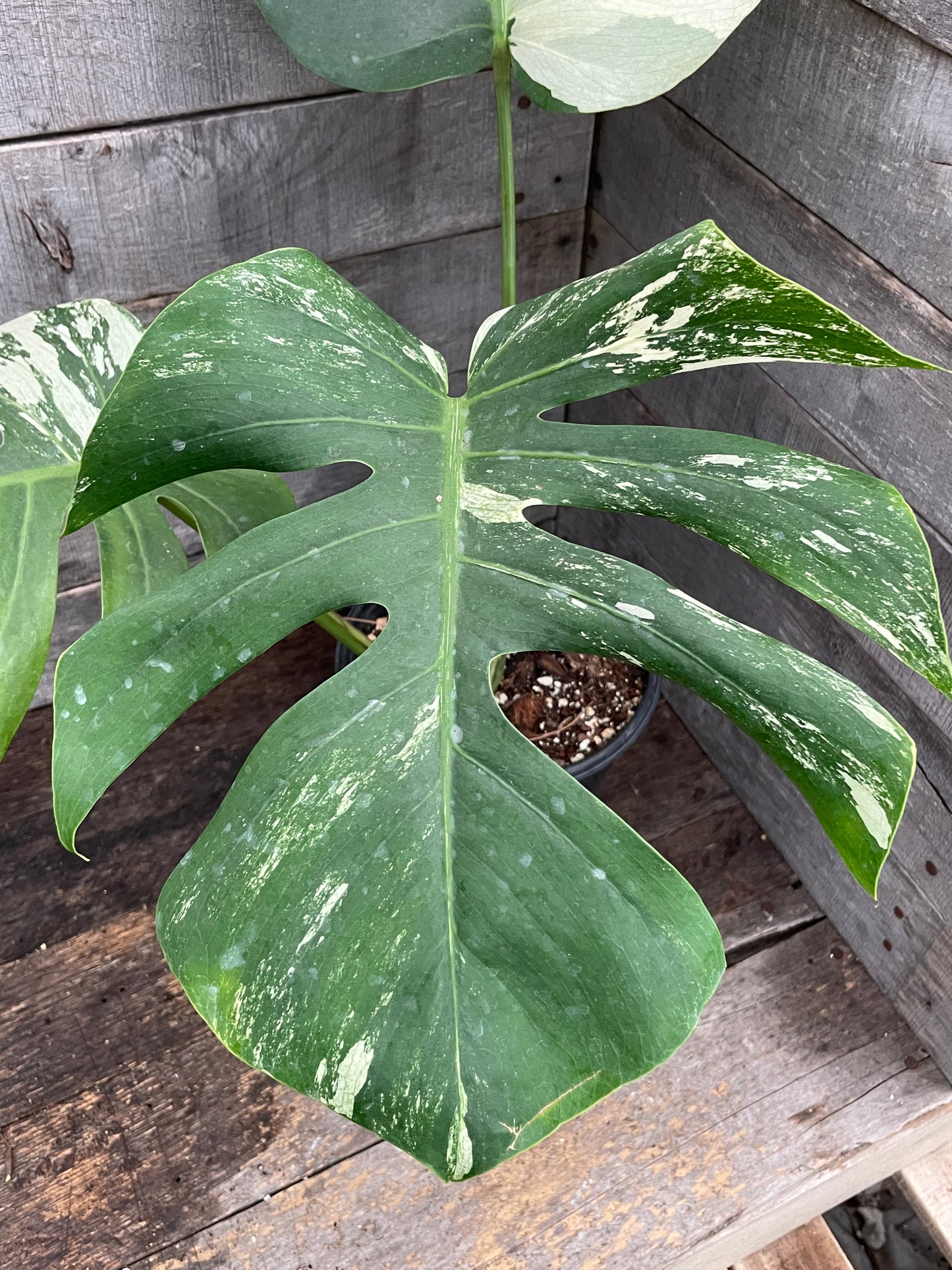 Monstera Deliciosa Mint Variegated AD66