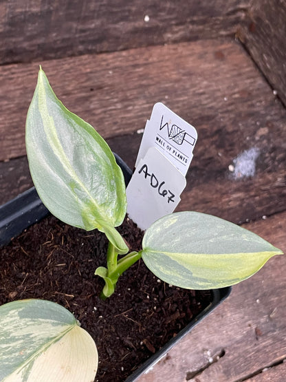 Philodendron Hastatum 'Silver Sword' Variegated AD67
