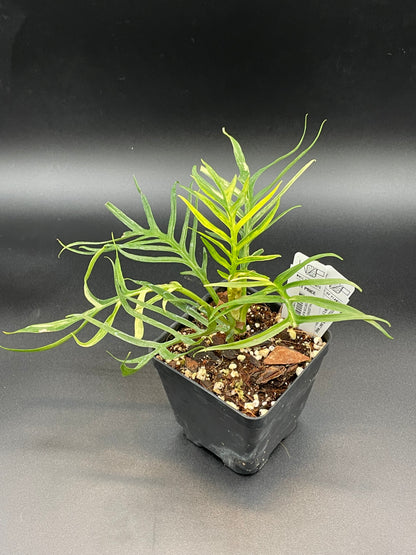 Philodendron Tortum Albo AA13