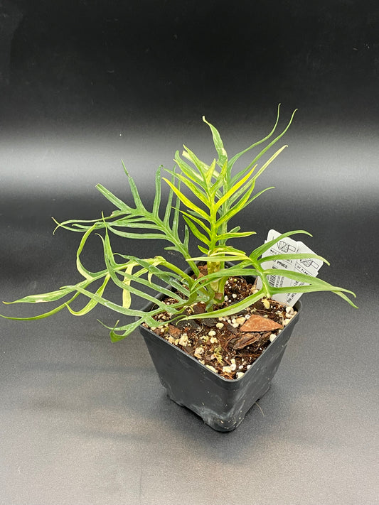 Philodendron Tortum Albo AA13
