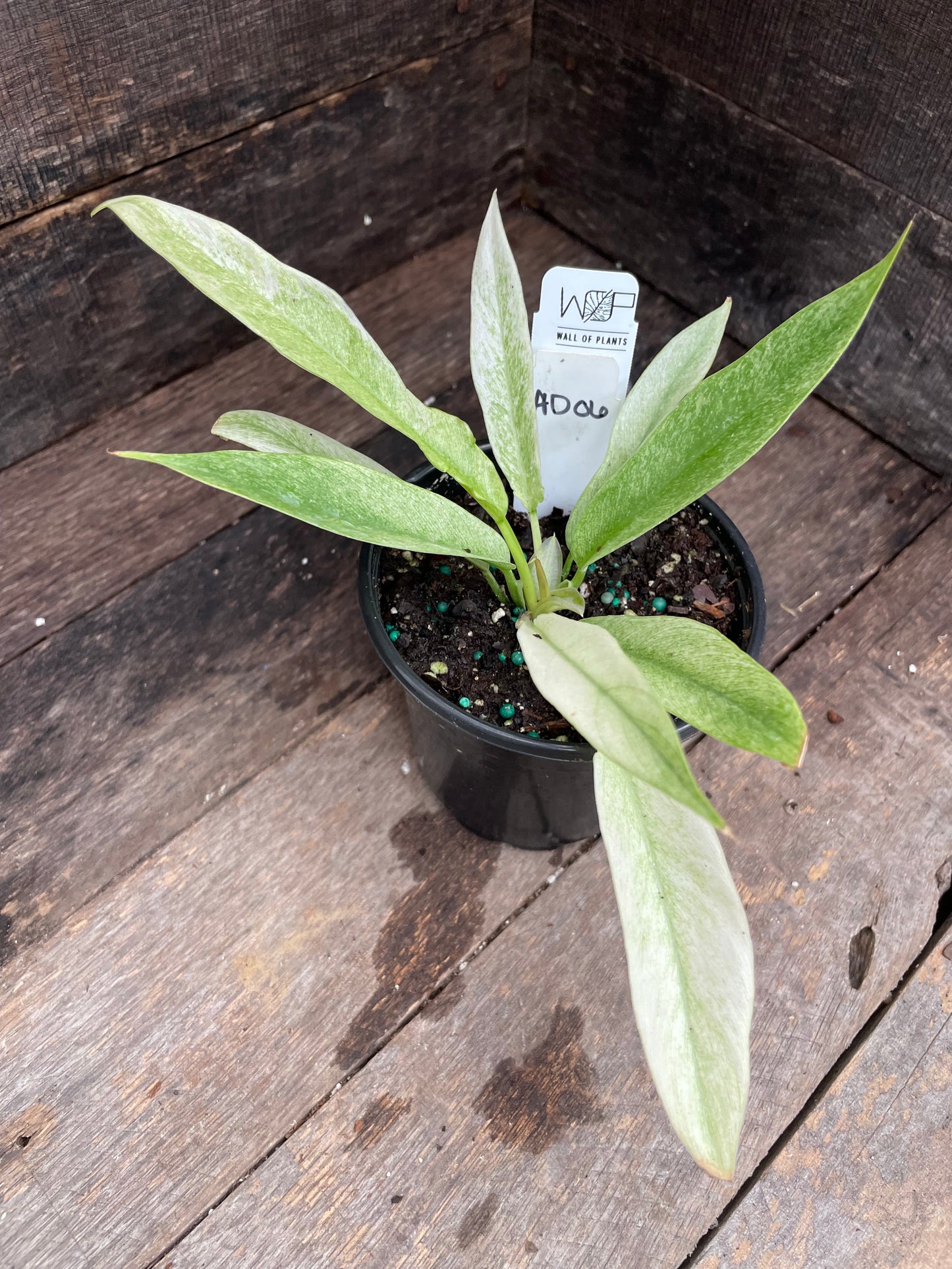 Philodendron Pluto Mint