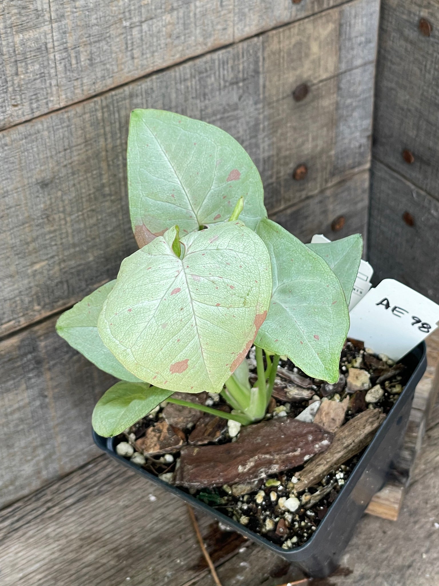 Syngonium Milk Confetti