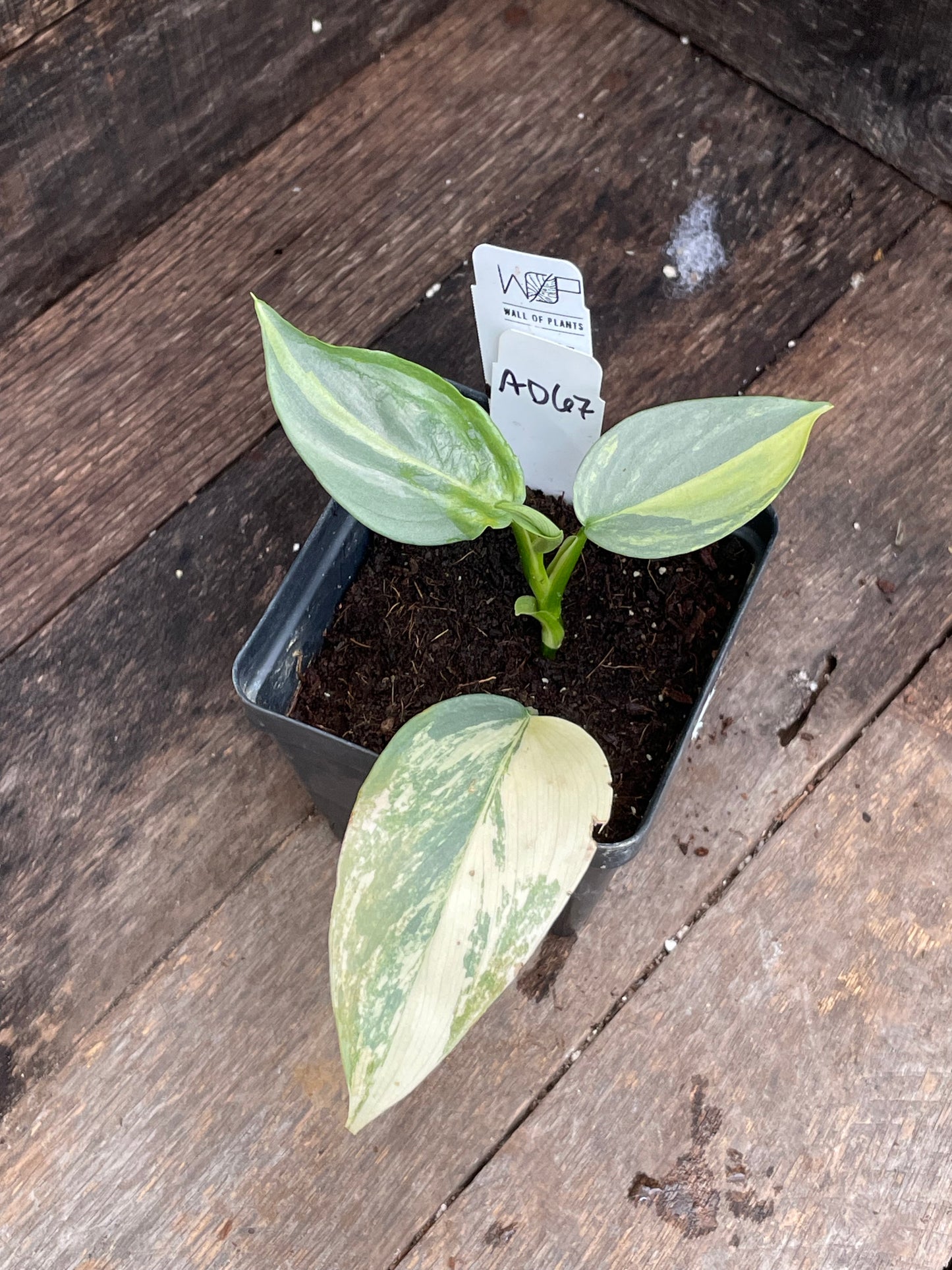 Philodendron Hastatum 'Silver Sword' Variegated AD67
