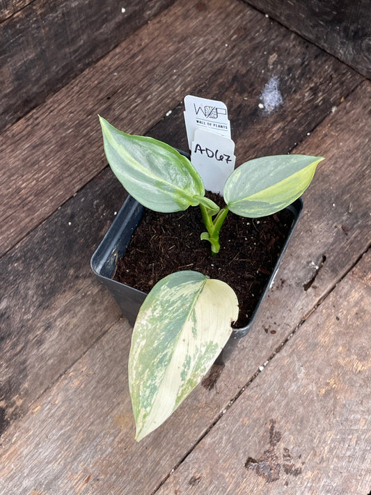 Philodendron Hastatum 'Silver Sword' Variegated AD67