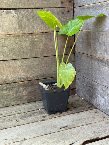 Alocasia Gageana Aurea Variegated AE16