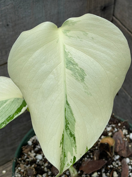 Monstera Albo Rooted Mid Cut - AD31