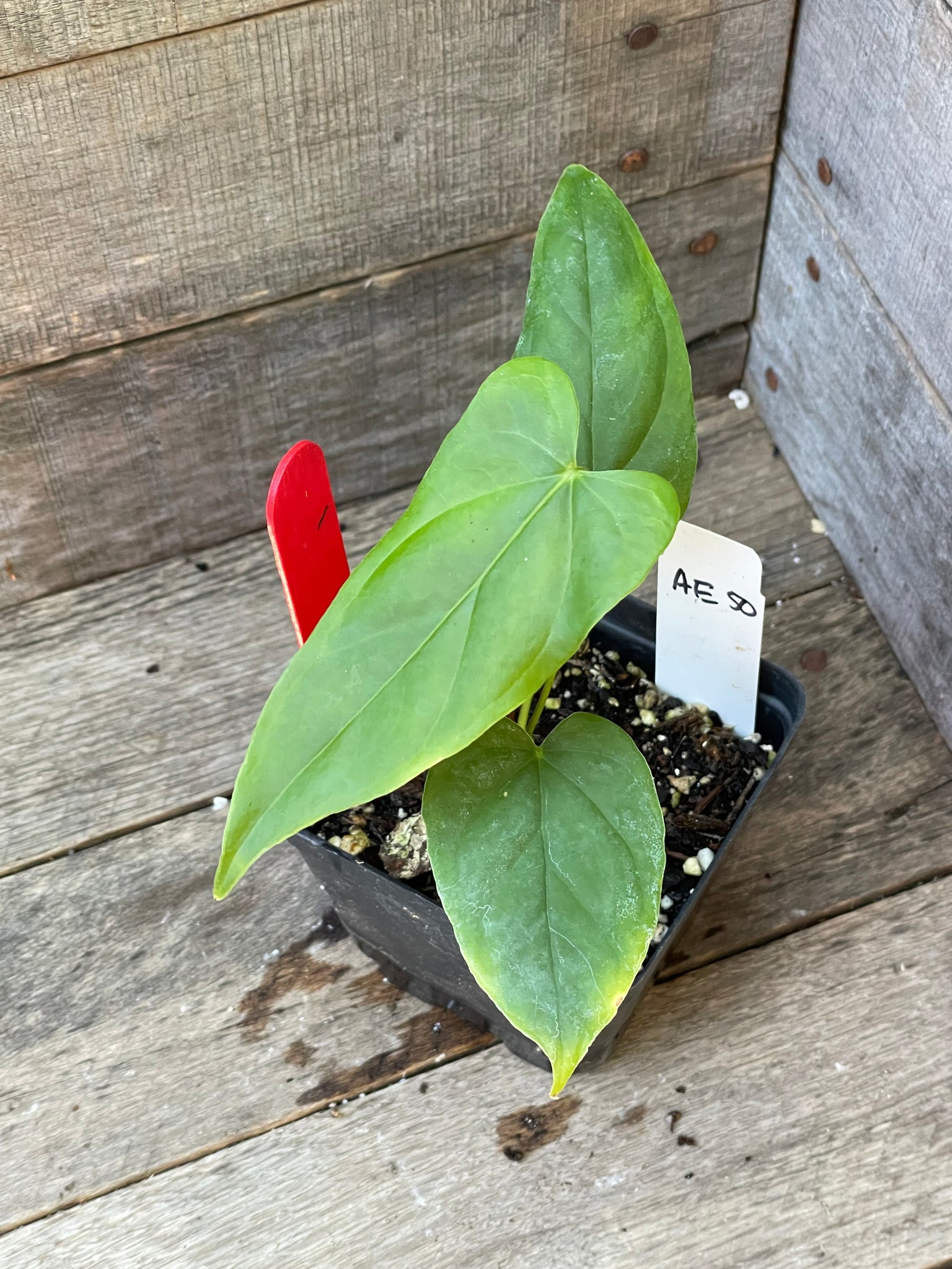 Anthurium Balaoanum AE50