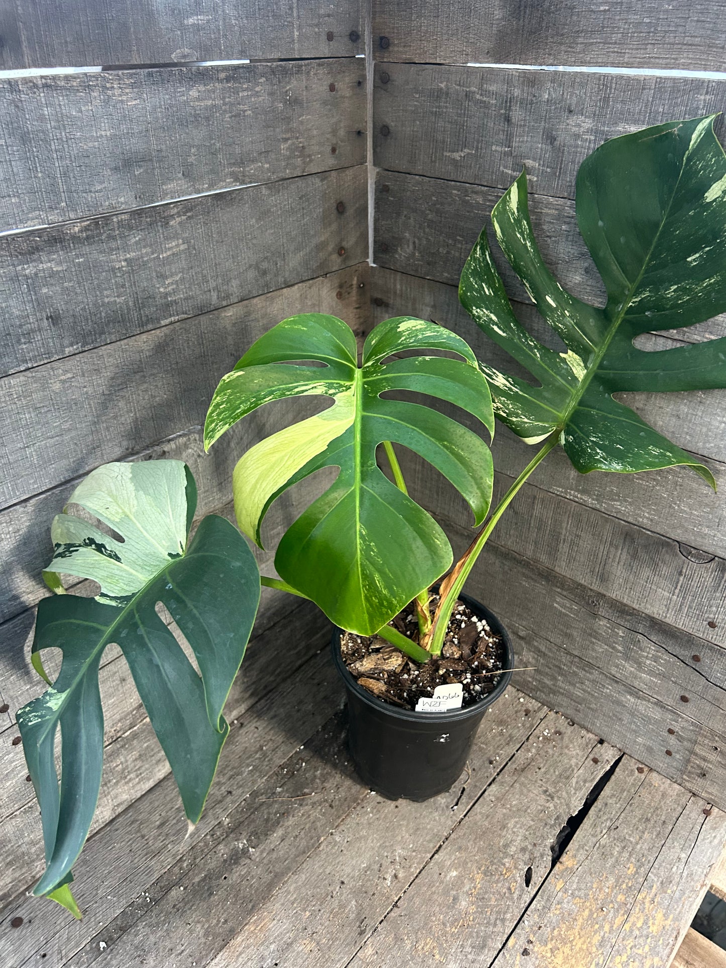 Monstera Deliciosa Mint Variegated AD66