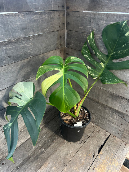 Monstera Deliciosa Mint Variegated AD66