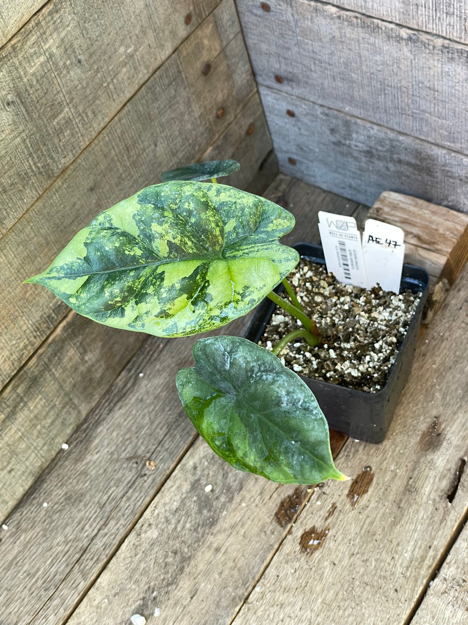 Alocasia Sinuata Aurea Variegated