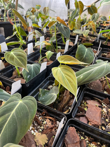 Philodendron Melanochrysum