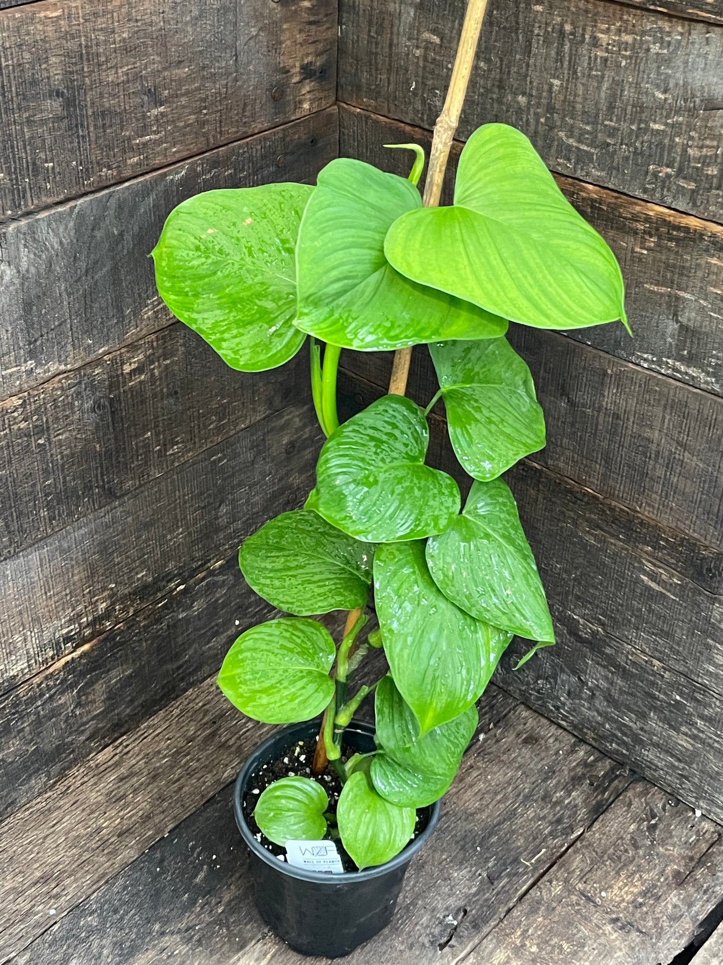 Philodendron Peru