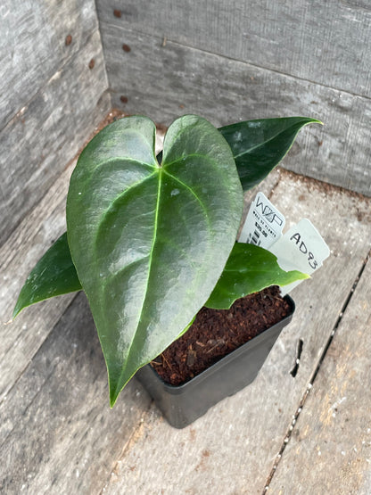 Anthurium ‘Dark Napo’