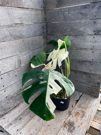 Monstera Albo AE69