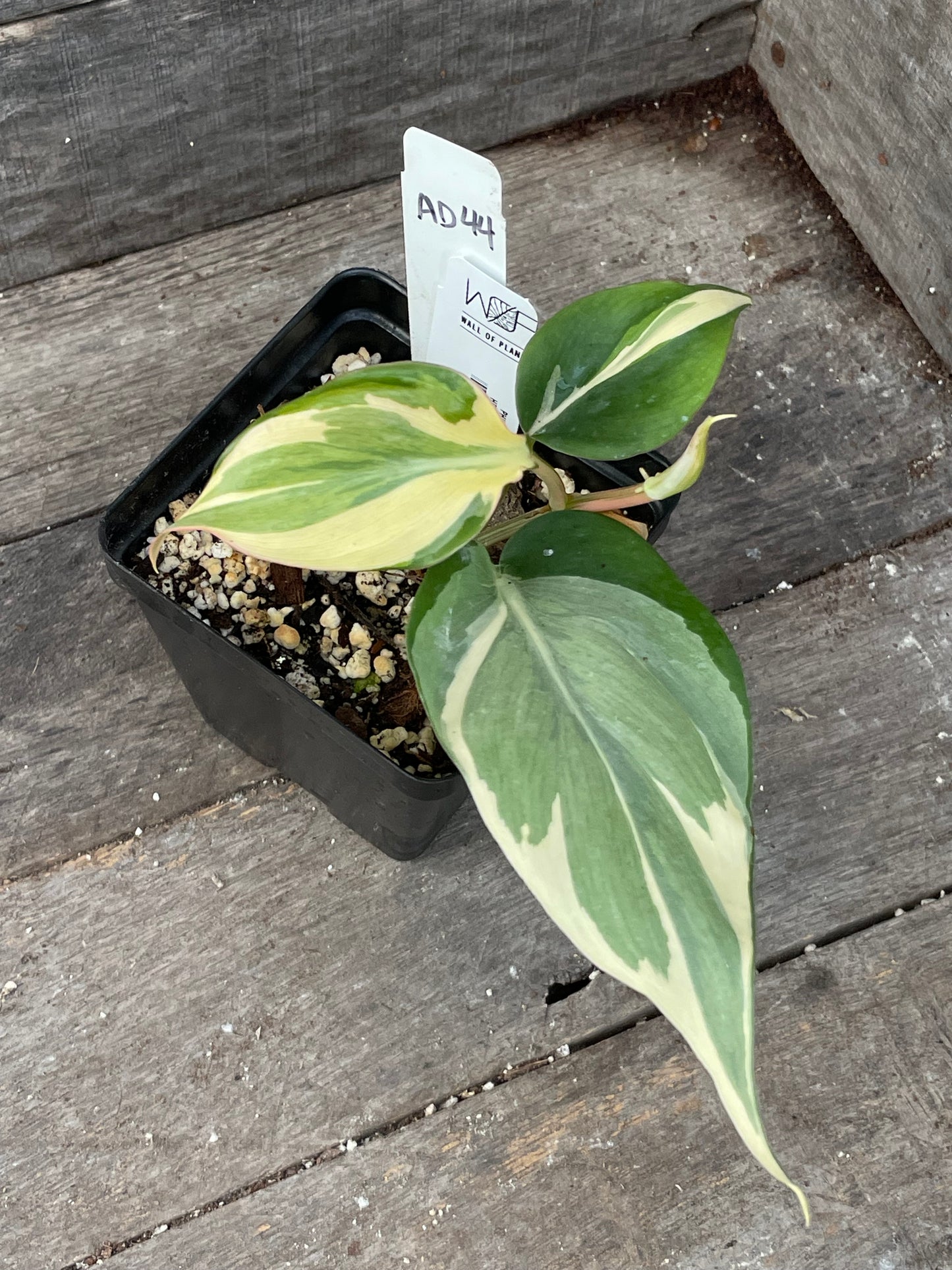 Philodendron Hederaceum ‘Rio’