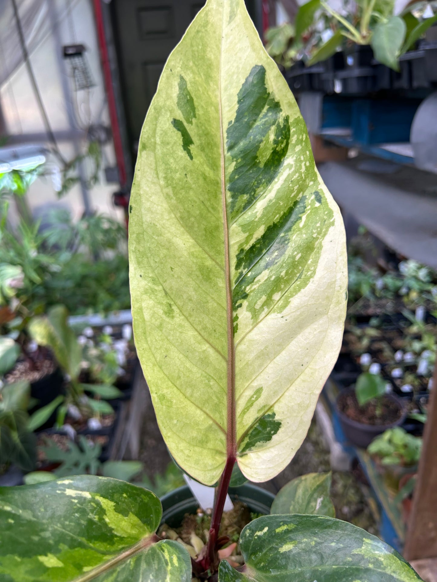 Anthurium Variegated No ID