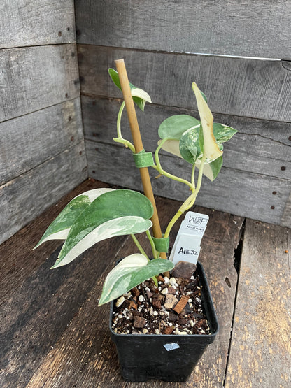 Scindapsus Jade Satin Variegated AE32