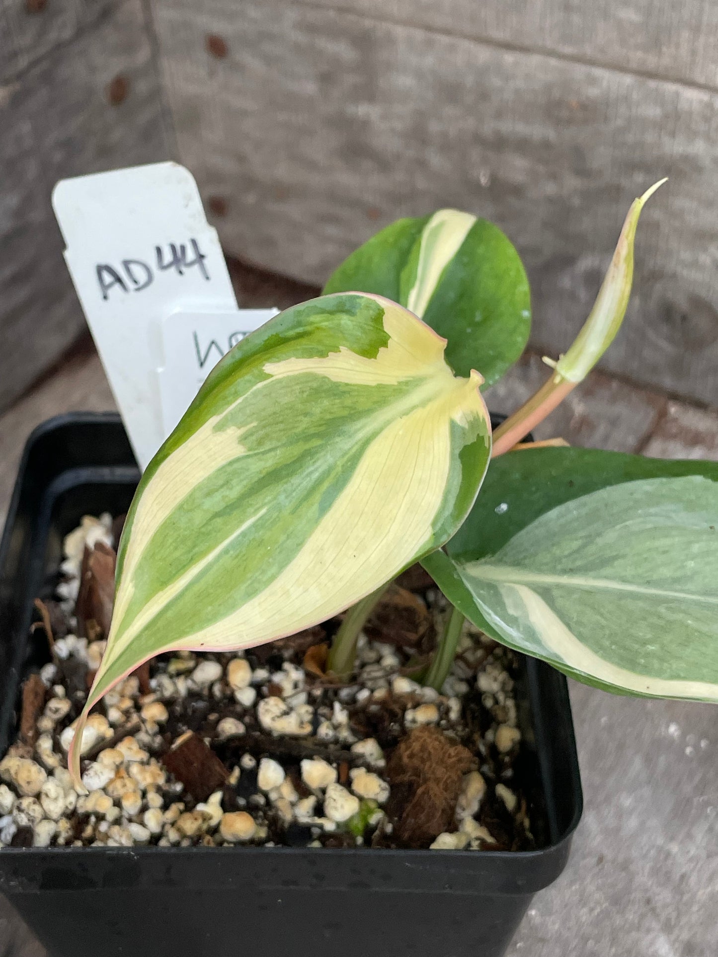 Philodendron Hederaceum ‘Rio’