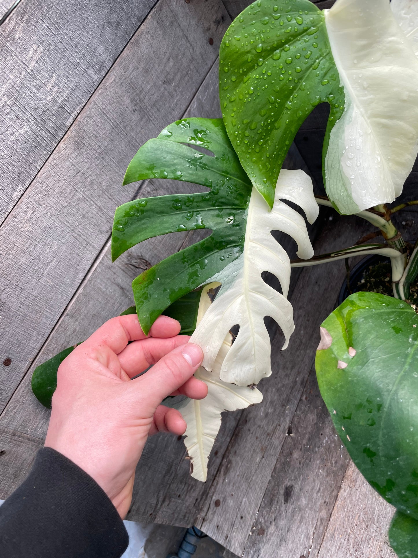 Monstera Albo AE69