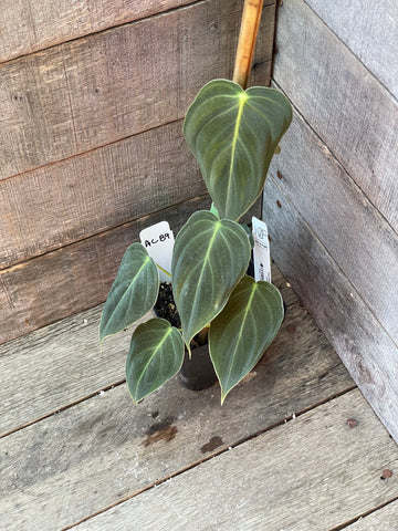 Philodendron Melanochrysum AC89