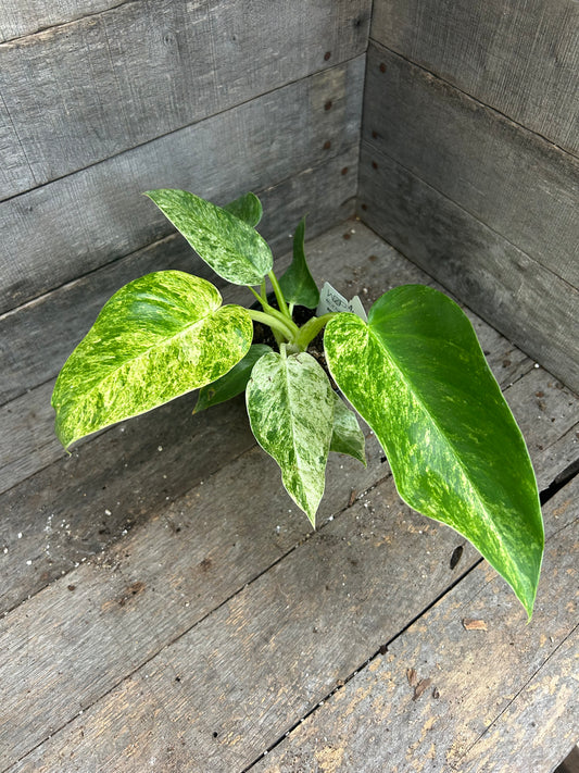 Philodendron Giganteum Blizzard