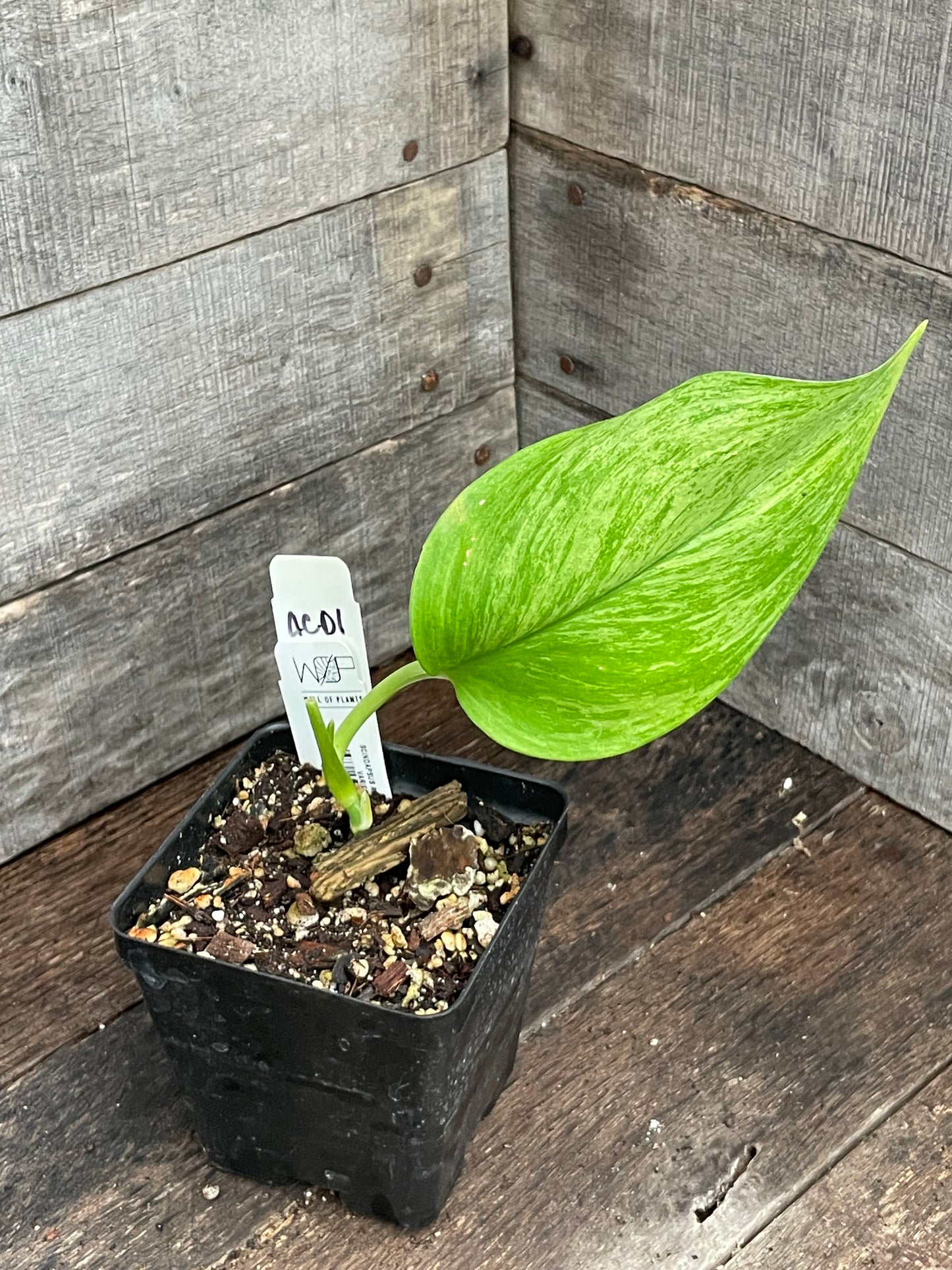 Scindapsus Jade Satin Mint AC01