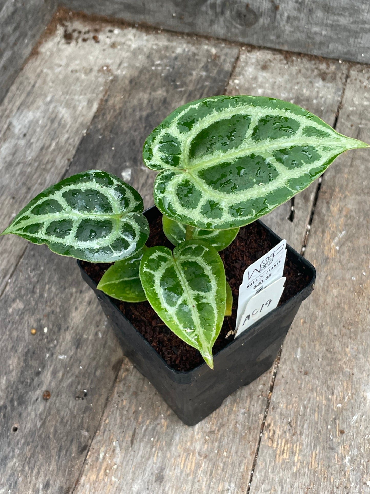 Anthurium ‘Dark Silver’