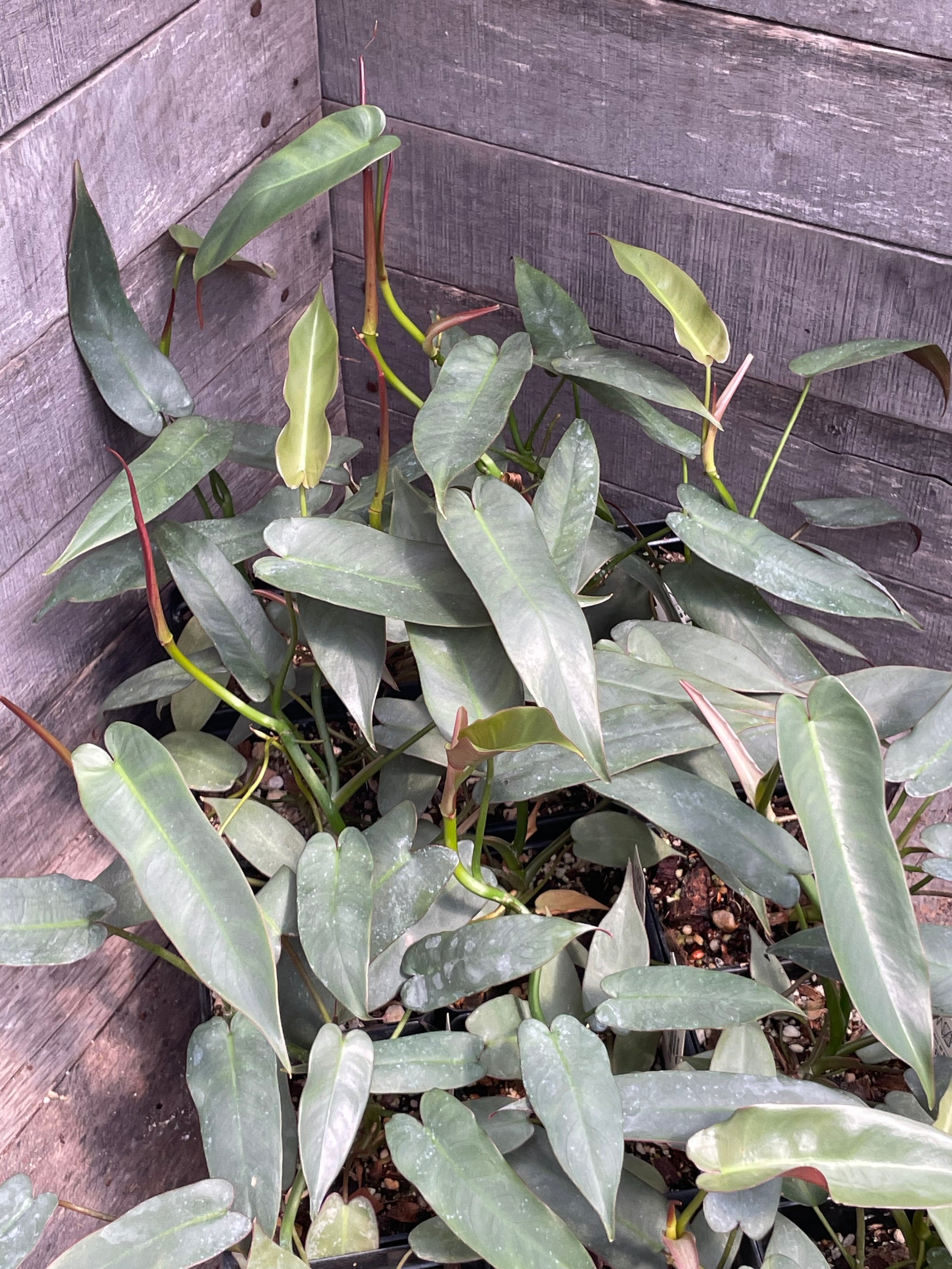 philodendron atabapoense variegated Philodendron Atabapoense – Wall of Plants