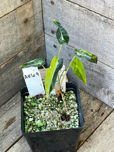 Alocasia Bambino Aurea Variegated