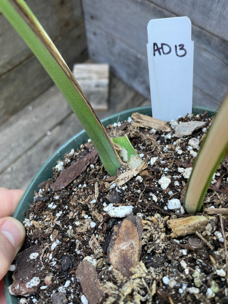 Monstera Albo Rooted Mid Cut - AD13