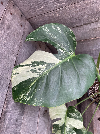 Monstera Deliciosa Mint Variegated AC79