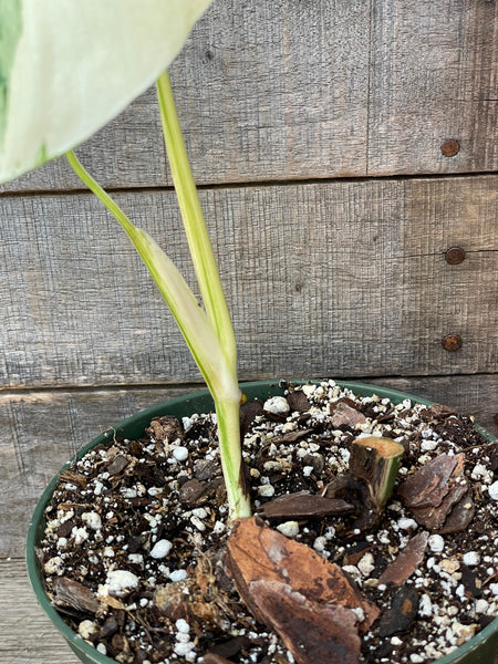 Monstera Albo Rooted Mid Cut - AD31