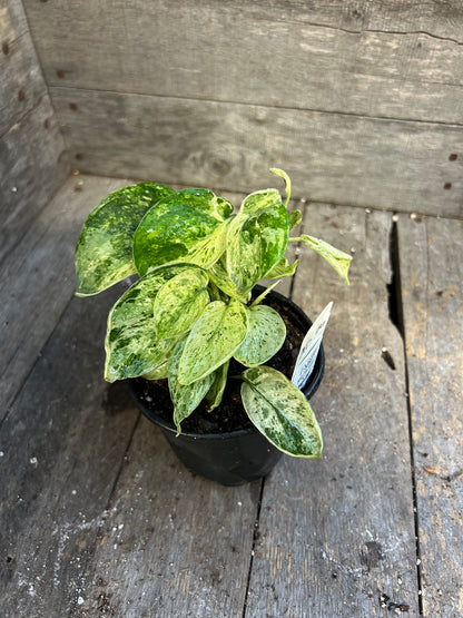 Scindapsus Marble Queen AD76